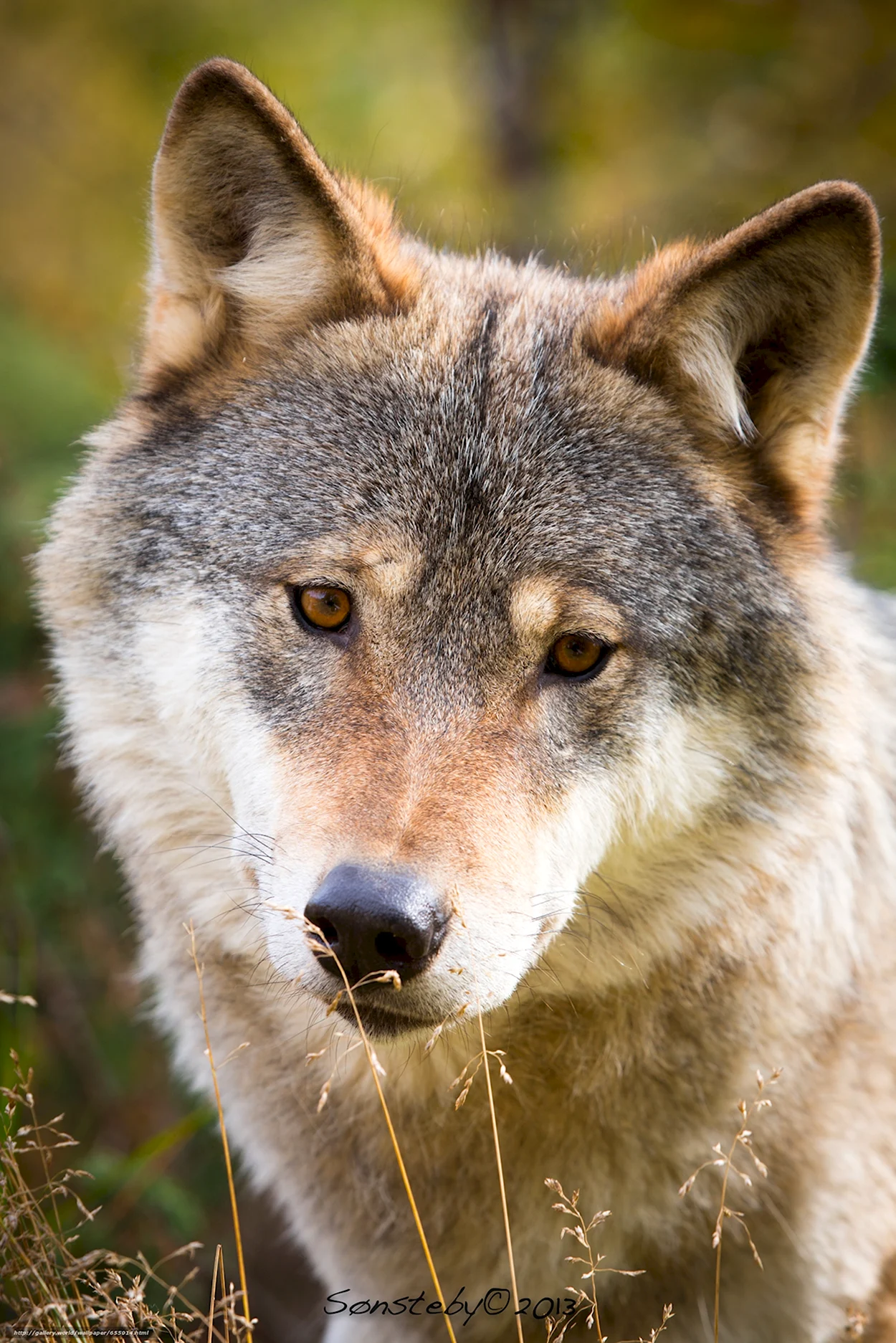 Волк canis Lupus. Красивое животное