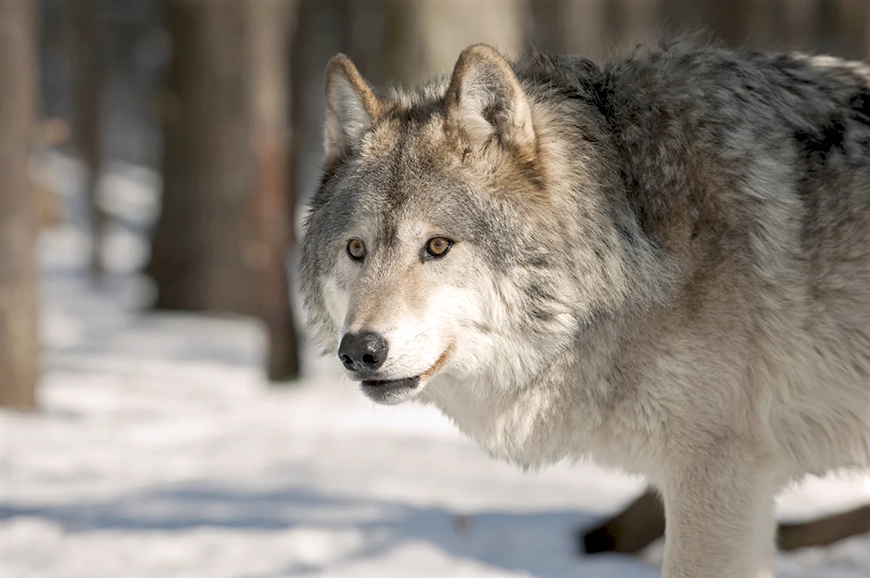 Волк canis Lupus. Красивое животное