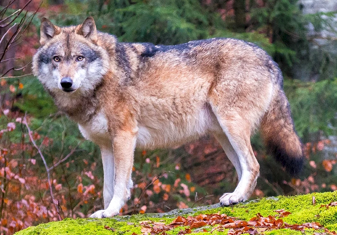 Волк canis Lupus. Красивые картинки животных
