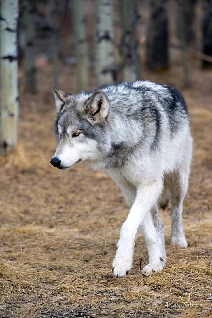 Волк canis Lupus. Картинка