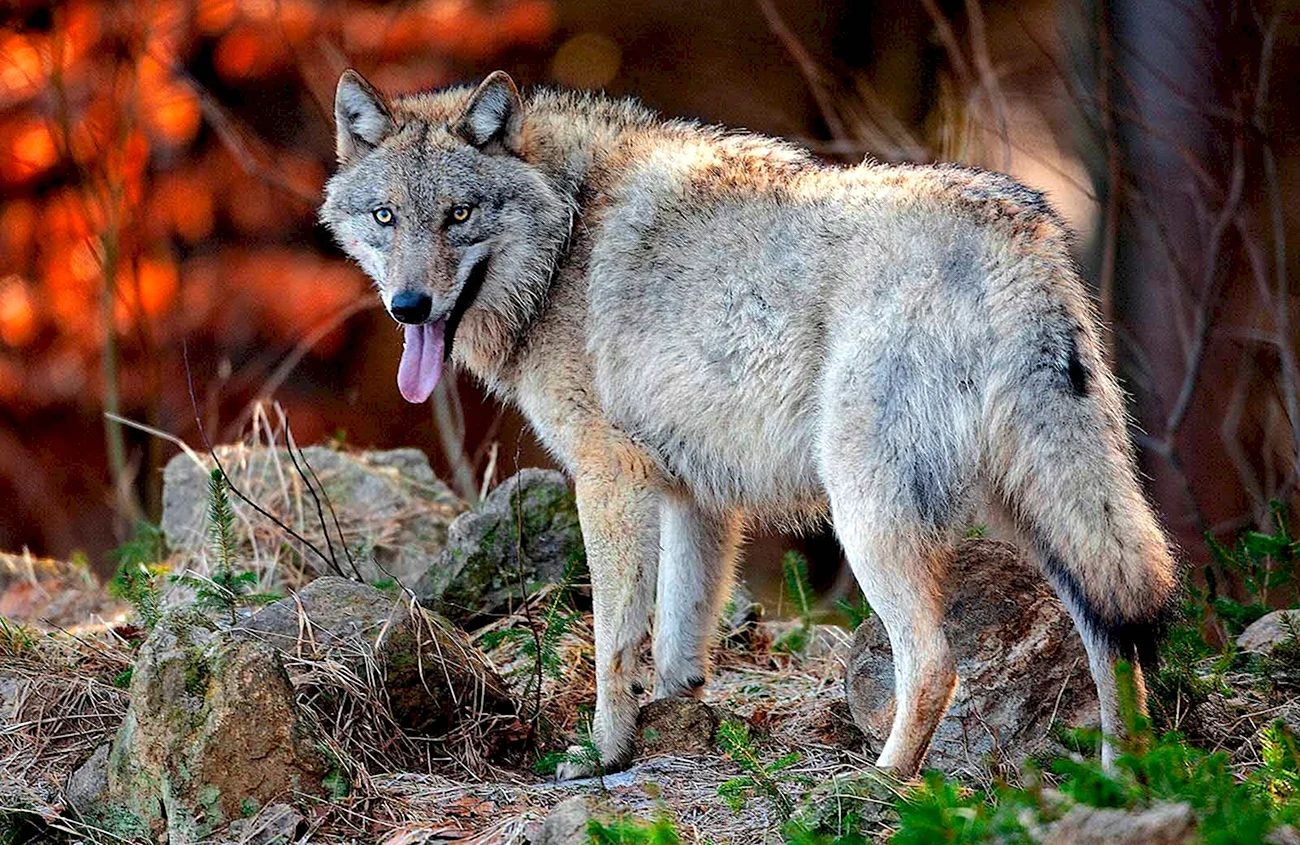 Волк canis Lupus. Картинка
