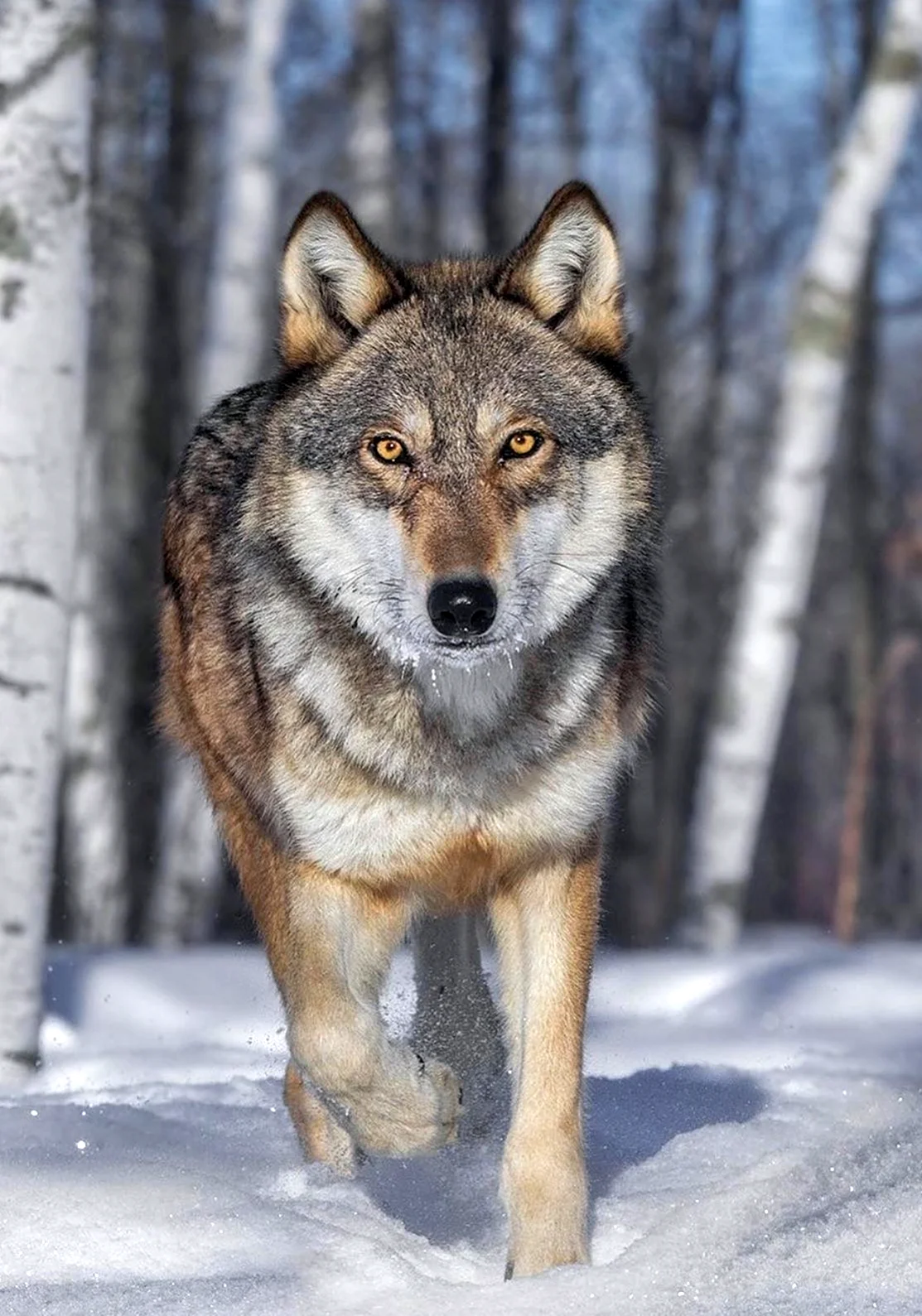 Волк Дальневосточный. Красивое животное