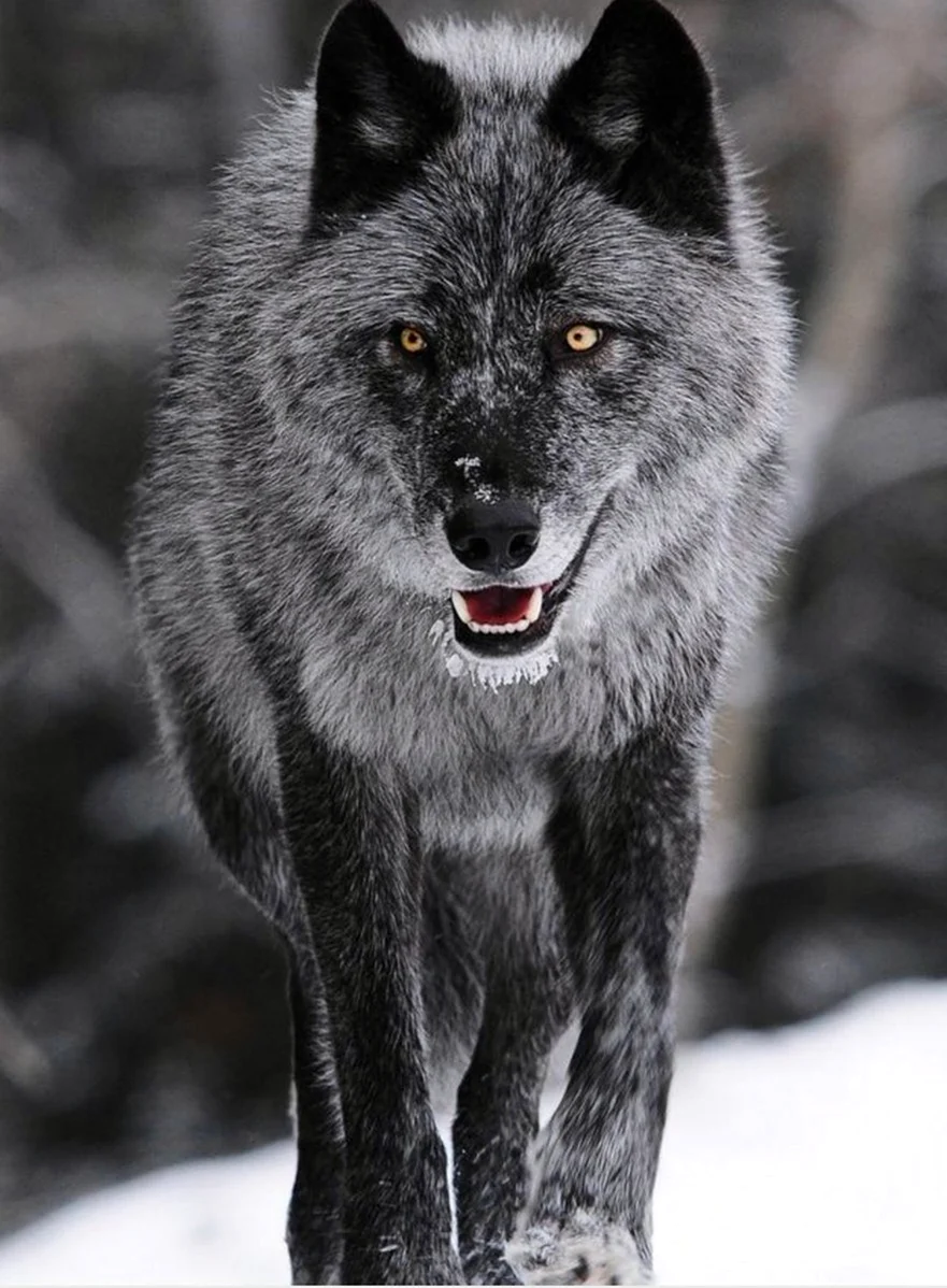 Волк Долины Маккензи. Красивое животное