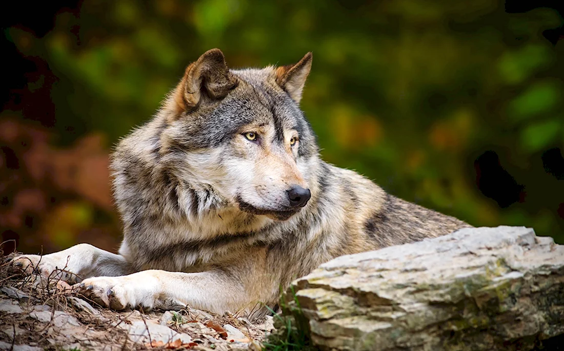 Волк гург. Красивые картинки животных