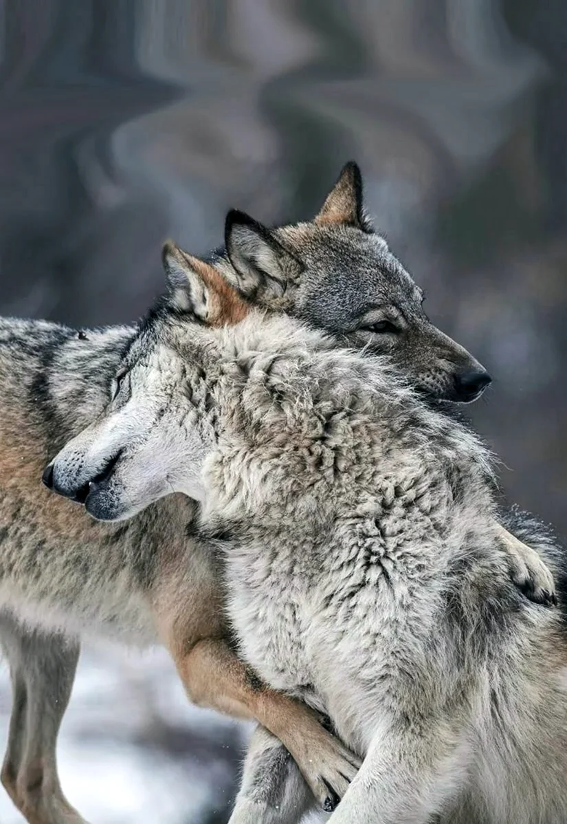 Волк и волчица. Красивые картинки животных