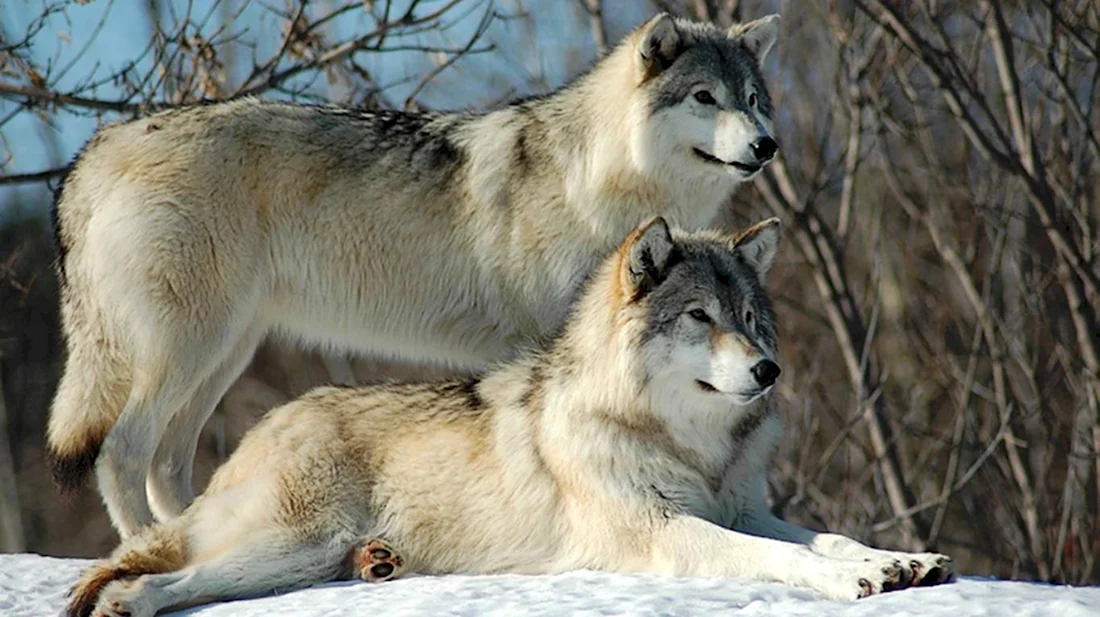 Волк и волчица. Красивые картинки животных