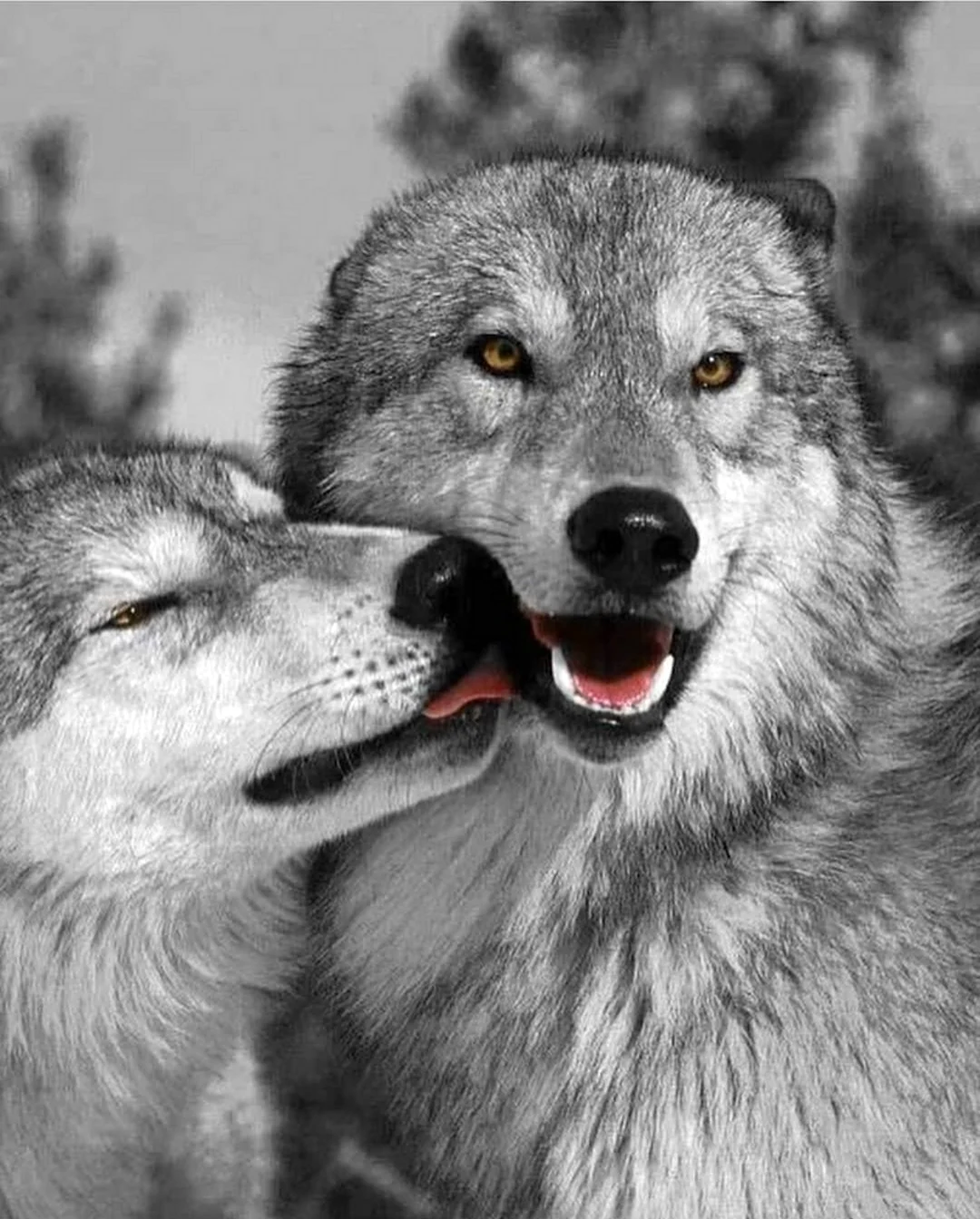 Волк и волчица любовь. Красивые картинки животных