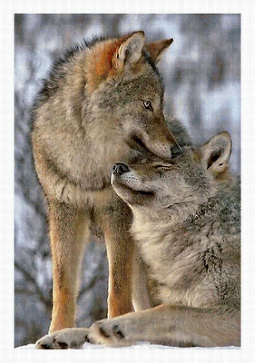 Волк и волчица любовь. Красивые картинки животных