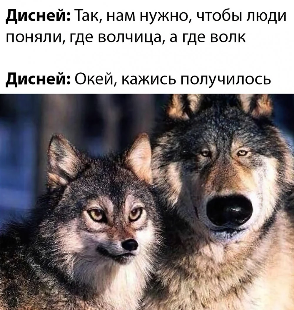 Волк и волчица Мем. Прикольная картинка