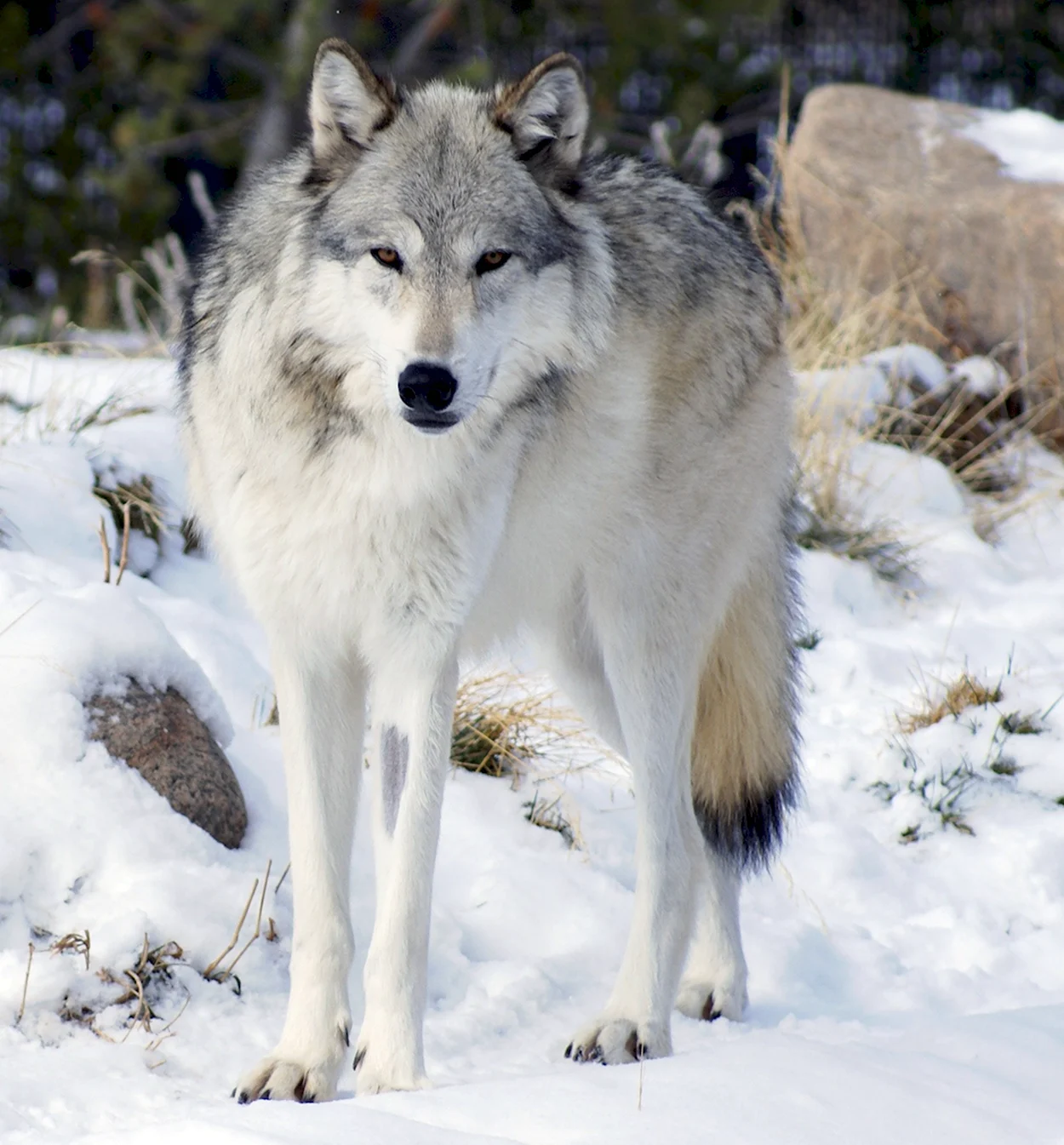 Волк Канис Люпус. Красивое животное