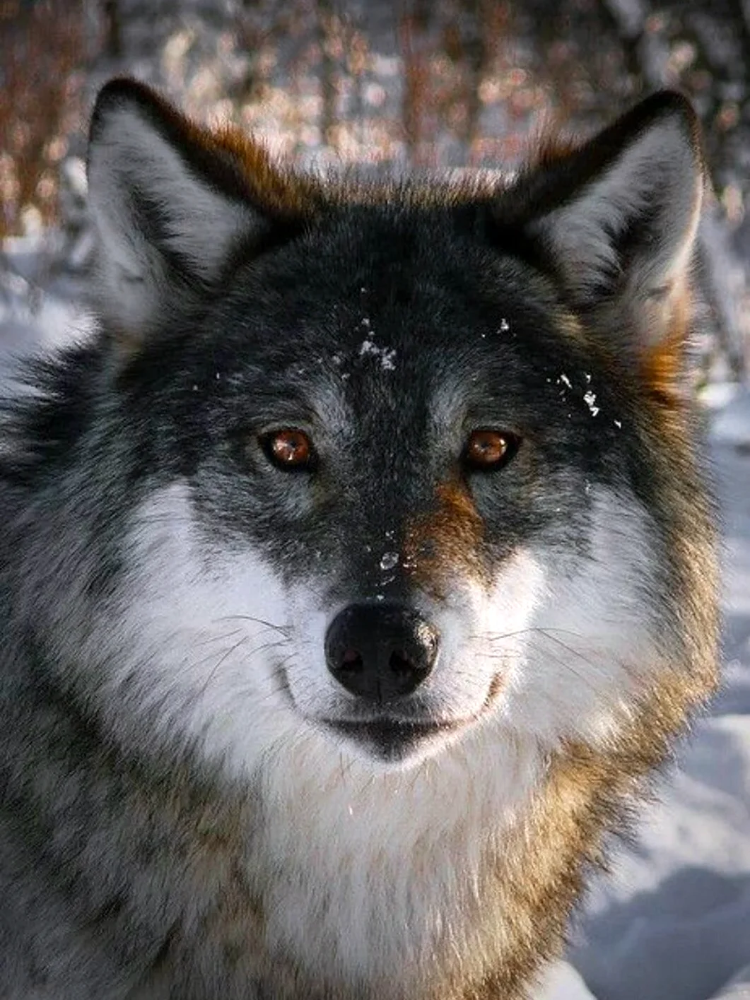 Волк Канис Люпус глаза. Красивое животное
