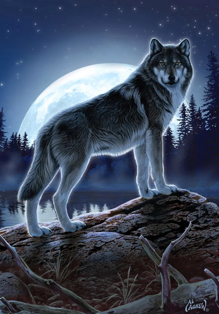 Волк моон. Красивое животное