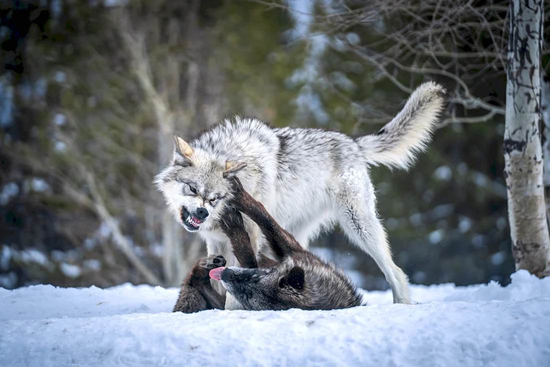 Волк обои. Красивые картинки животных