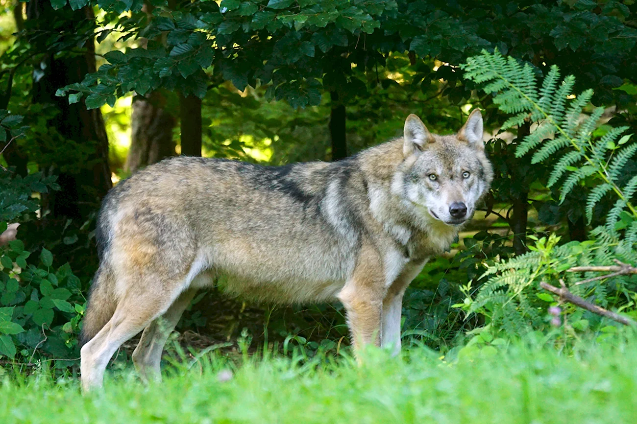Волк обыкновенный canis Lupus. Картинка