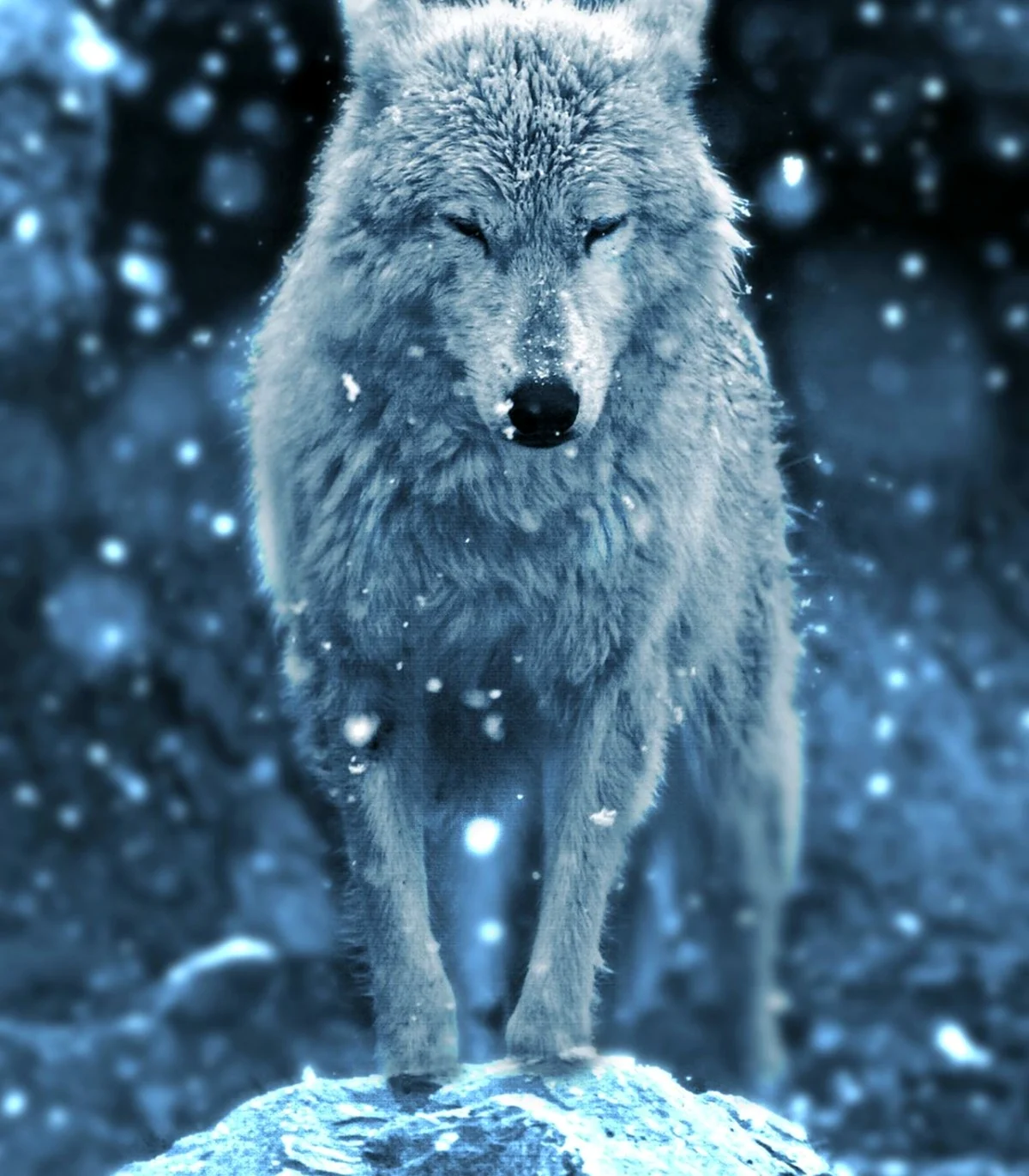 Волк одиночка. Красивое животное