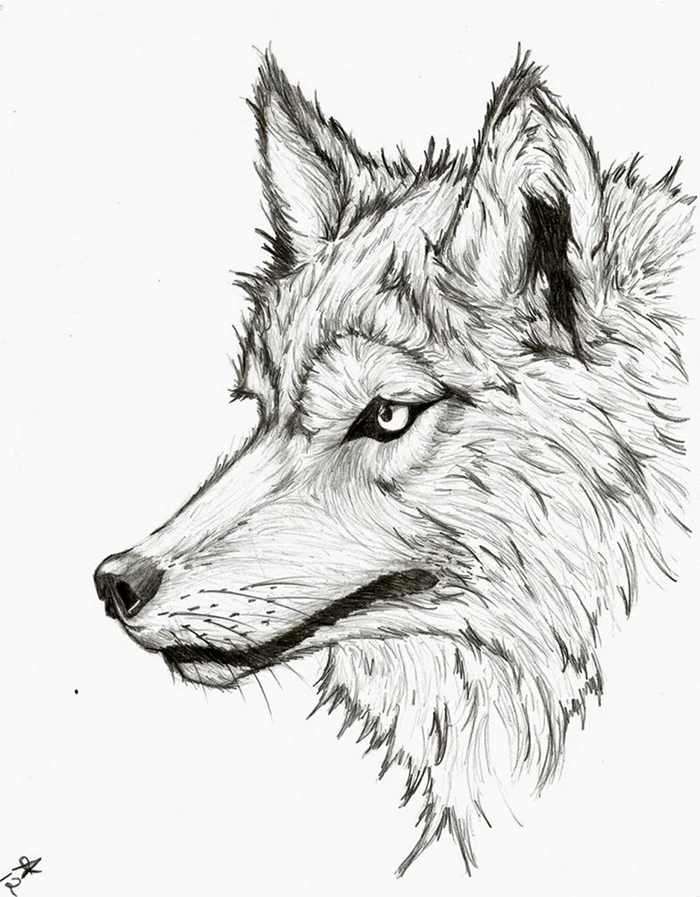 Волк рисунок. Для срисовки