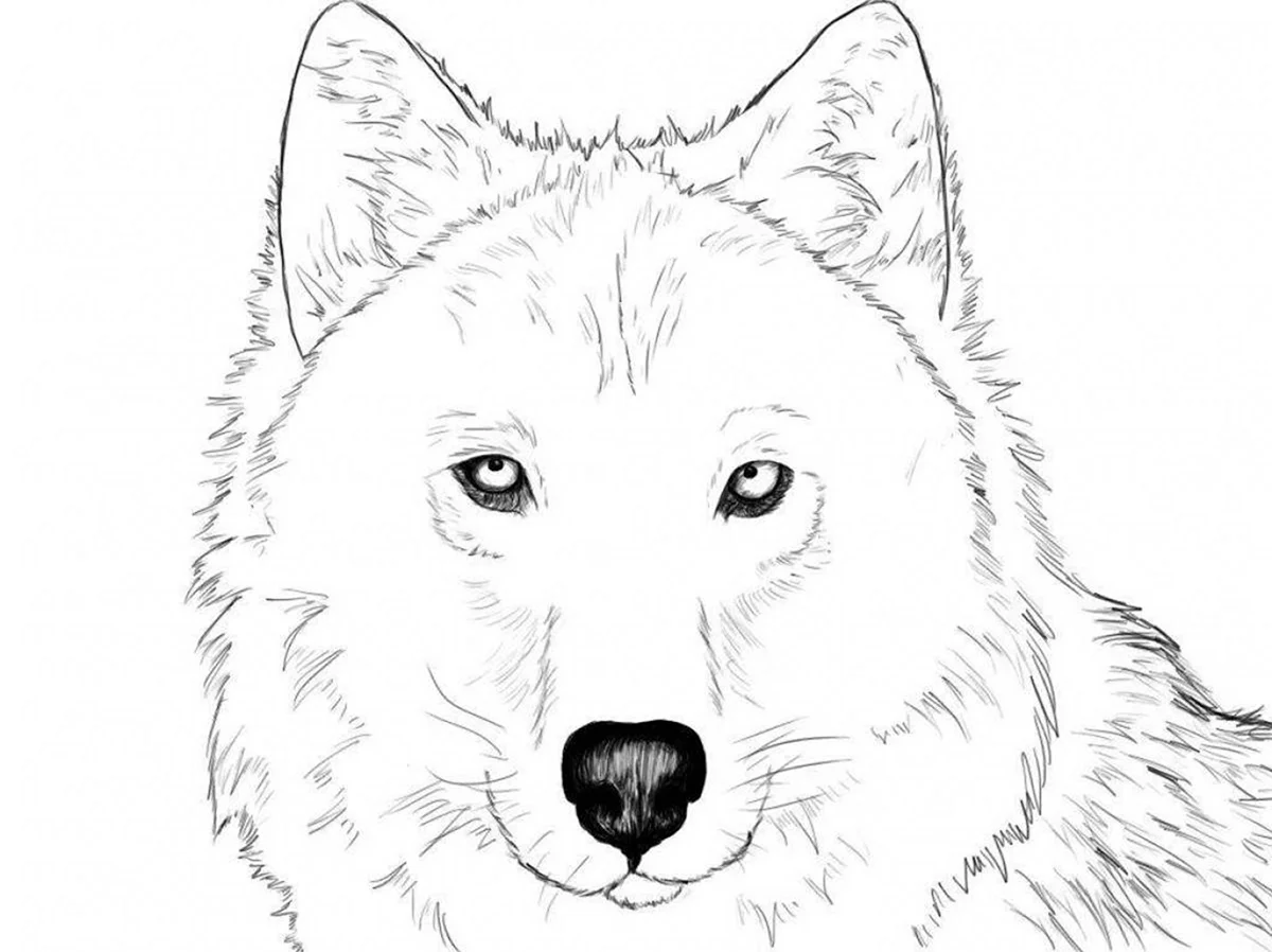 Волк рисунок карандашом для детей. Для срисовки