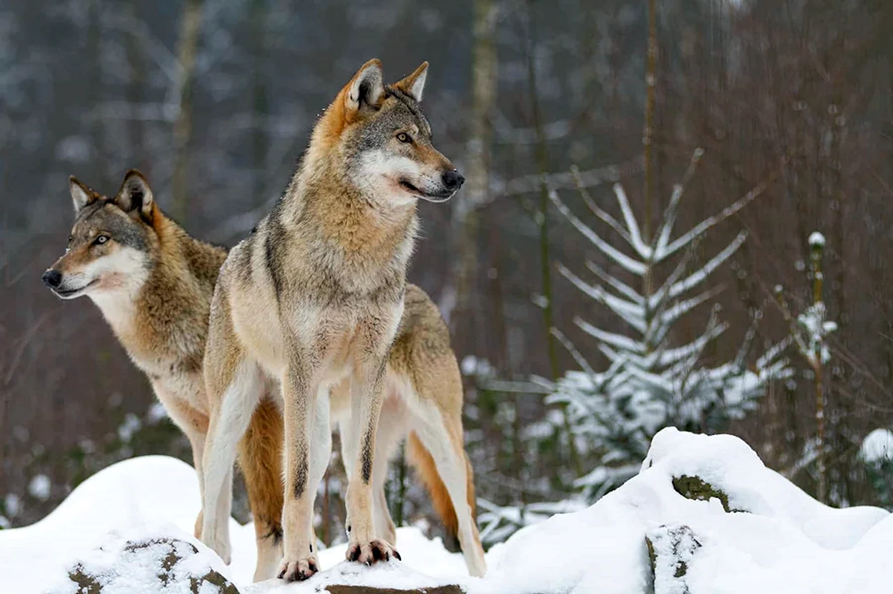 Волк серый Липецкой области. Красивое животное