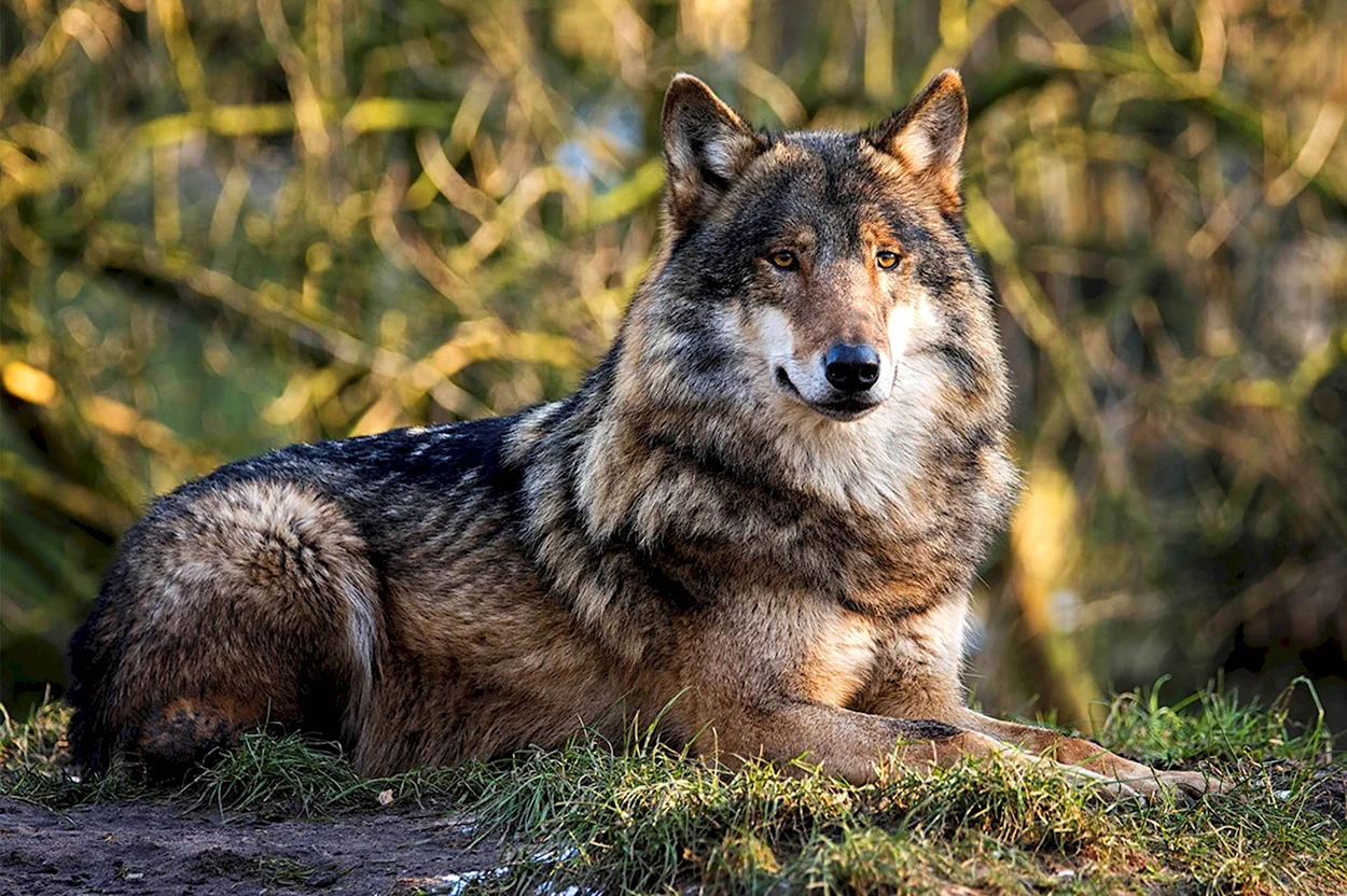 Волк серый обыкновенный. Красивое животное