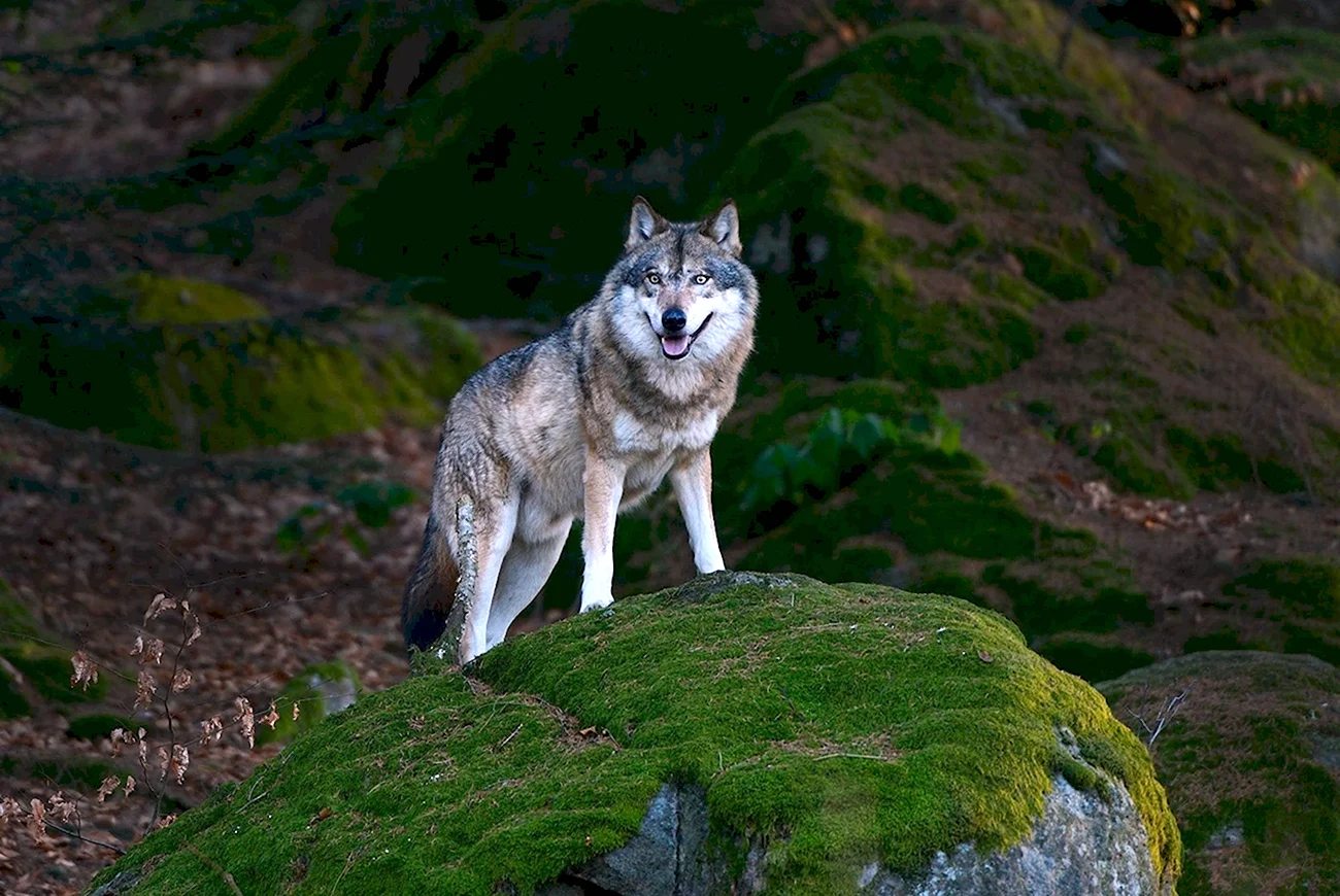 Волк скалистых гор. Красивая картинка
