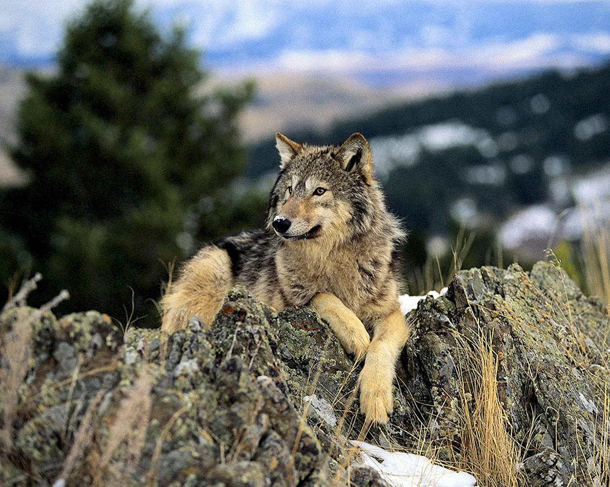 Волк скалистых гор. Красивое животное