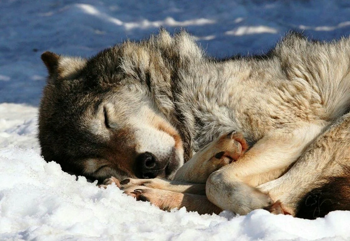 Волк спит. Красивое животное
