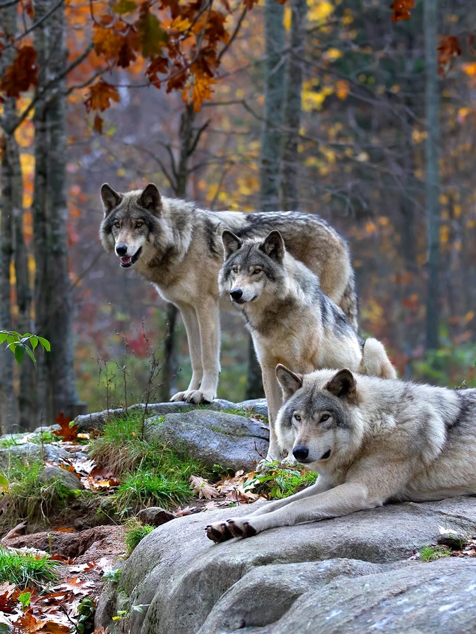 Волк в лесу. Красивые картинки животных
