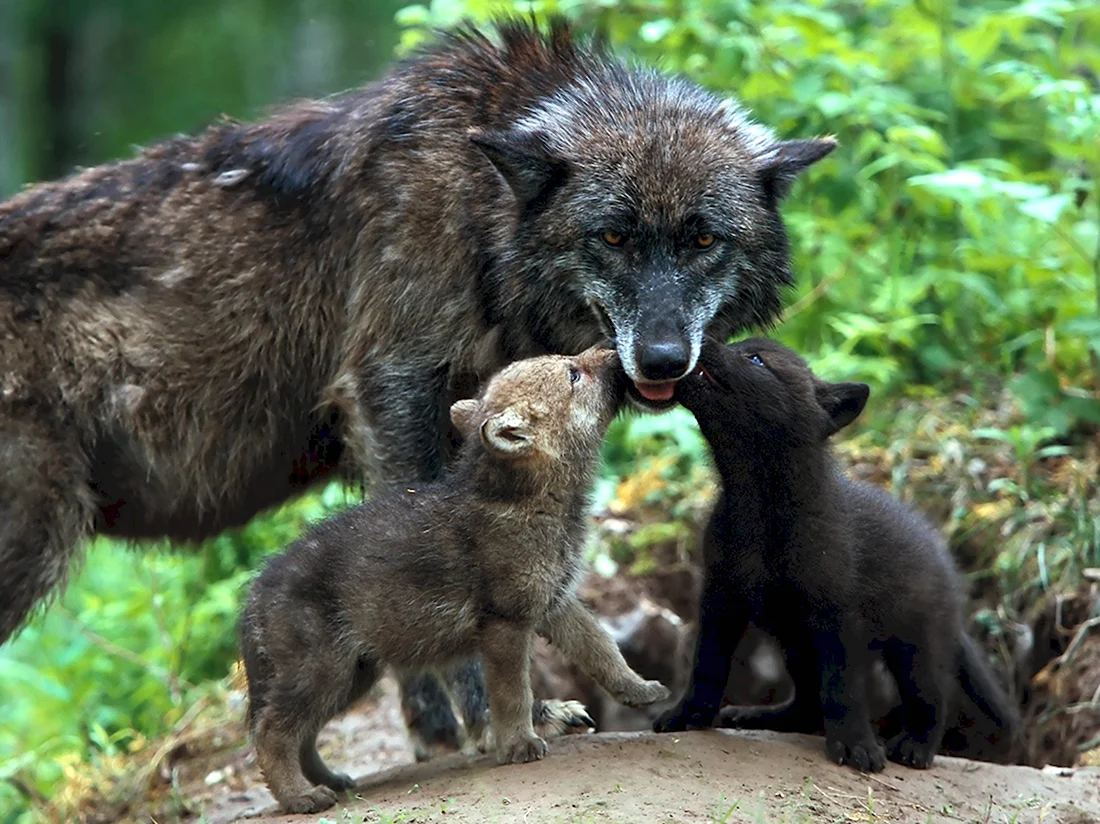 Волк волчица и Волчонок. Красивые картинки животных