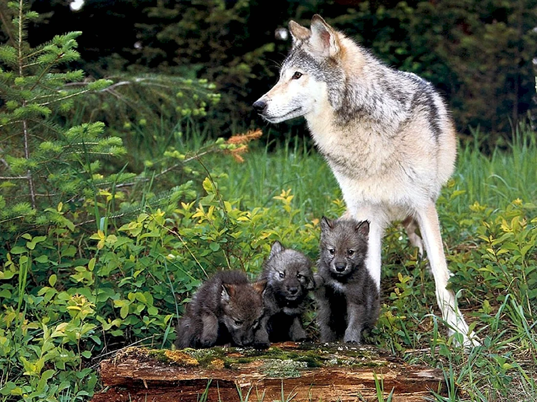 Волк волчица волчата – Волчье Логово. Красивые картинки животных