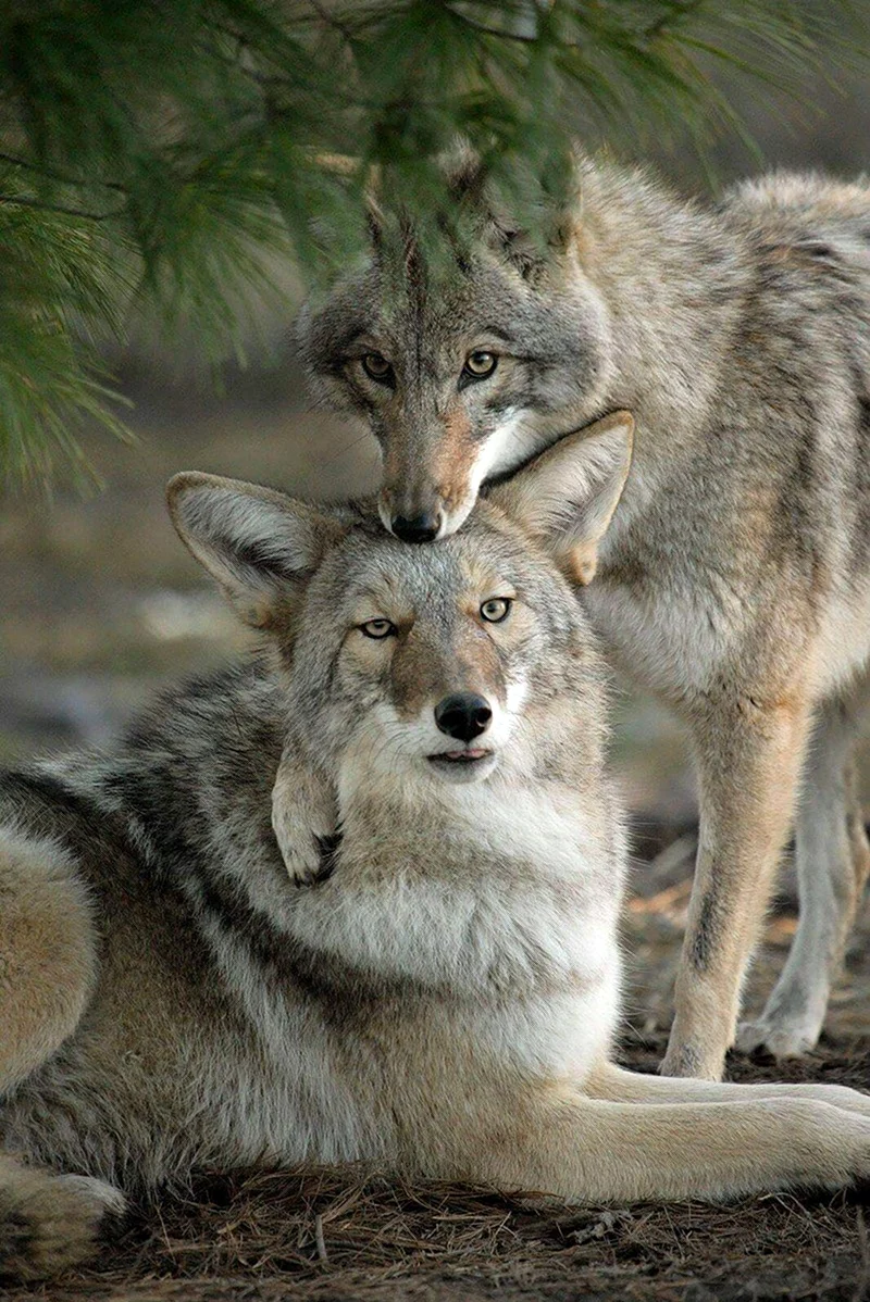 Волк волчица Волчонок семья. Красивые картинки животных