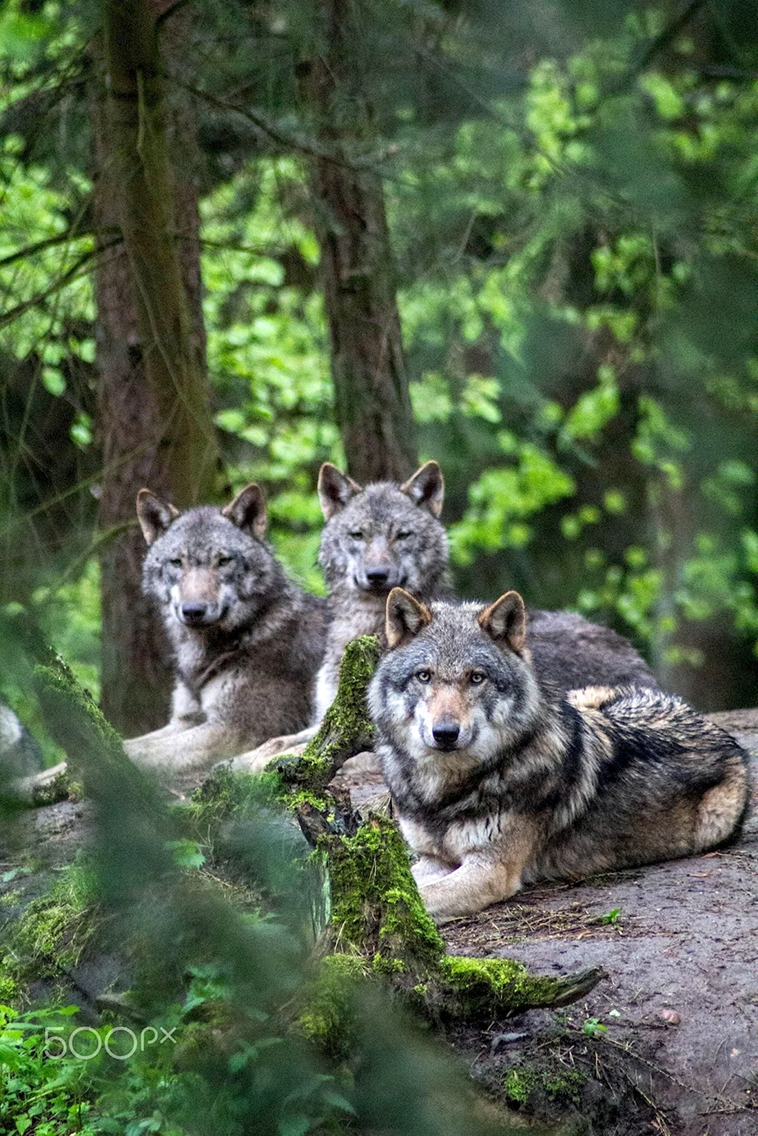Волк волчицасемья Волков. Красивые картинки животных