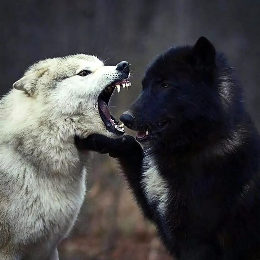 Volk Wolf белый и черный волк. Красивые картинки животных