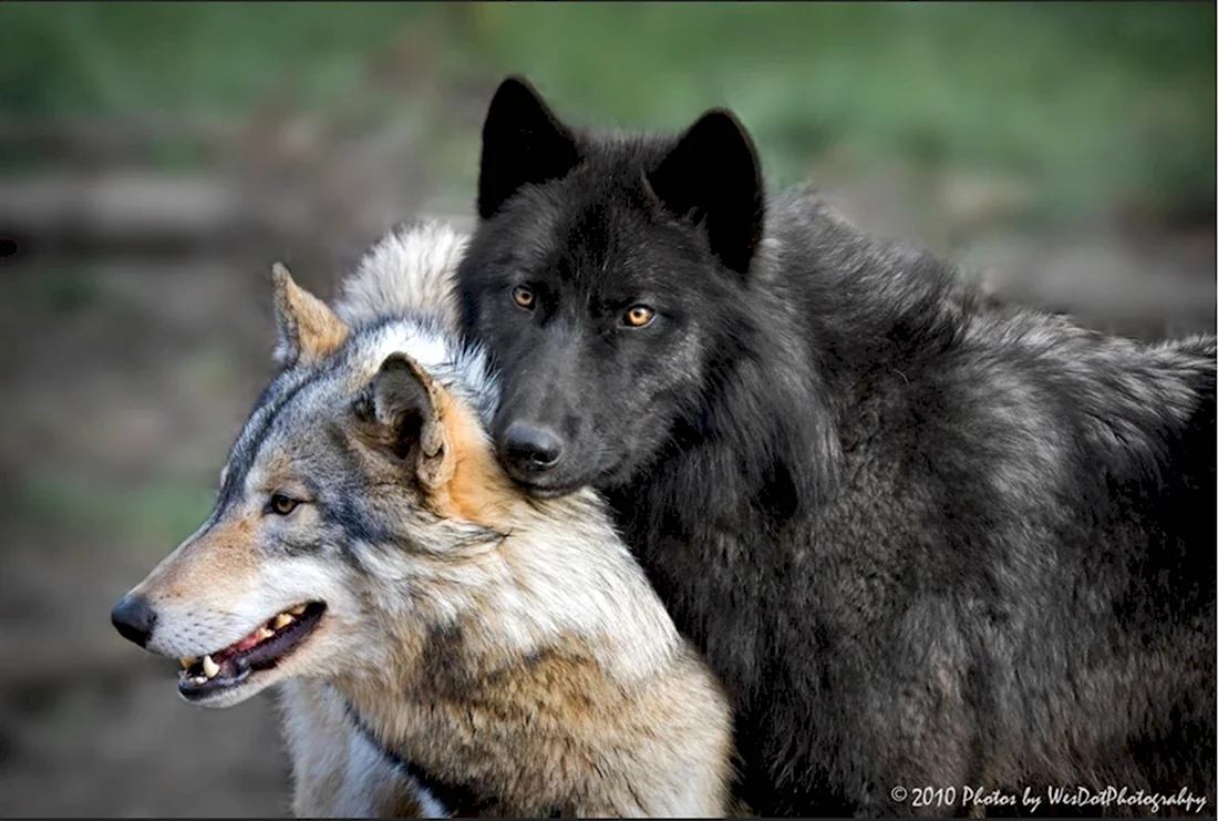 Volk Wolf белый и черный волк. Красивые картинки животных