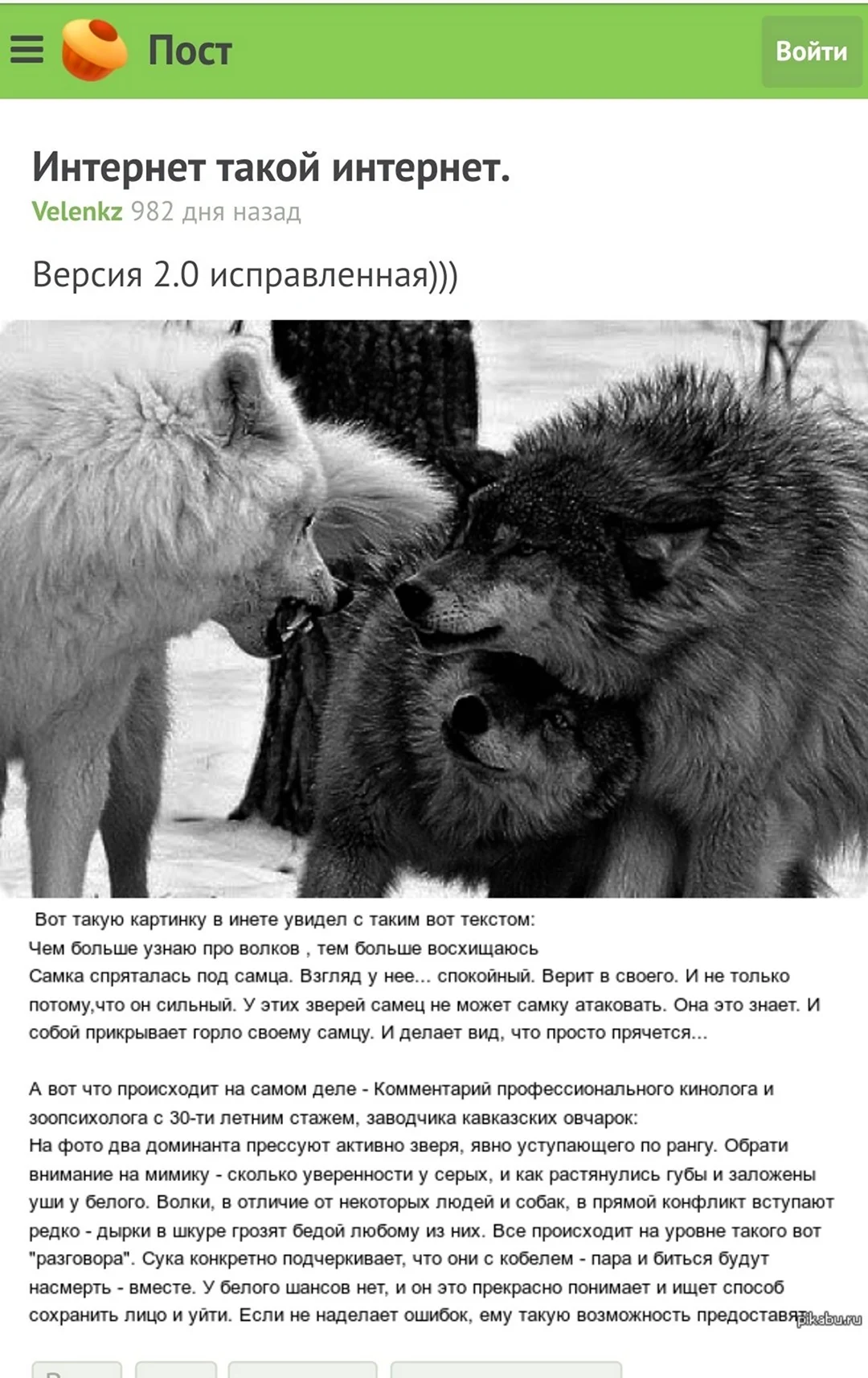 Волк защищает волчицу. Прикольная картинка