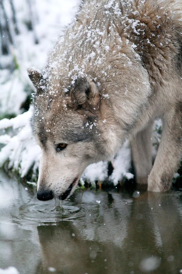 Волк зимой. Красивые картинки животных
