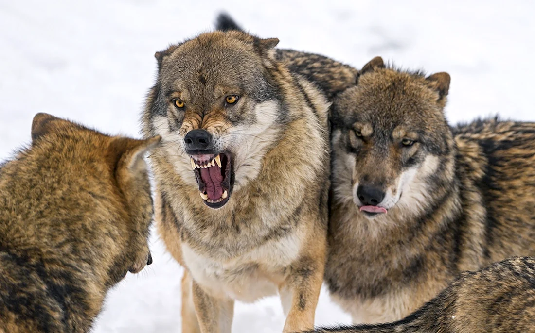Волки. Красивые картинки животных