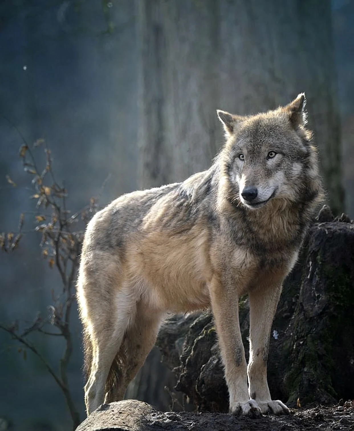 Волки Аляски. Красивое животное