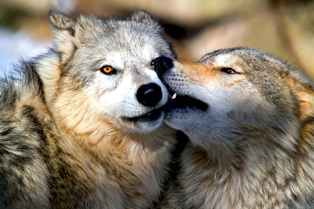Волки пара. Красивые картинки животных