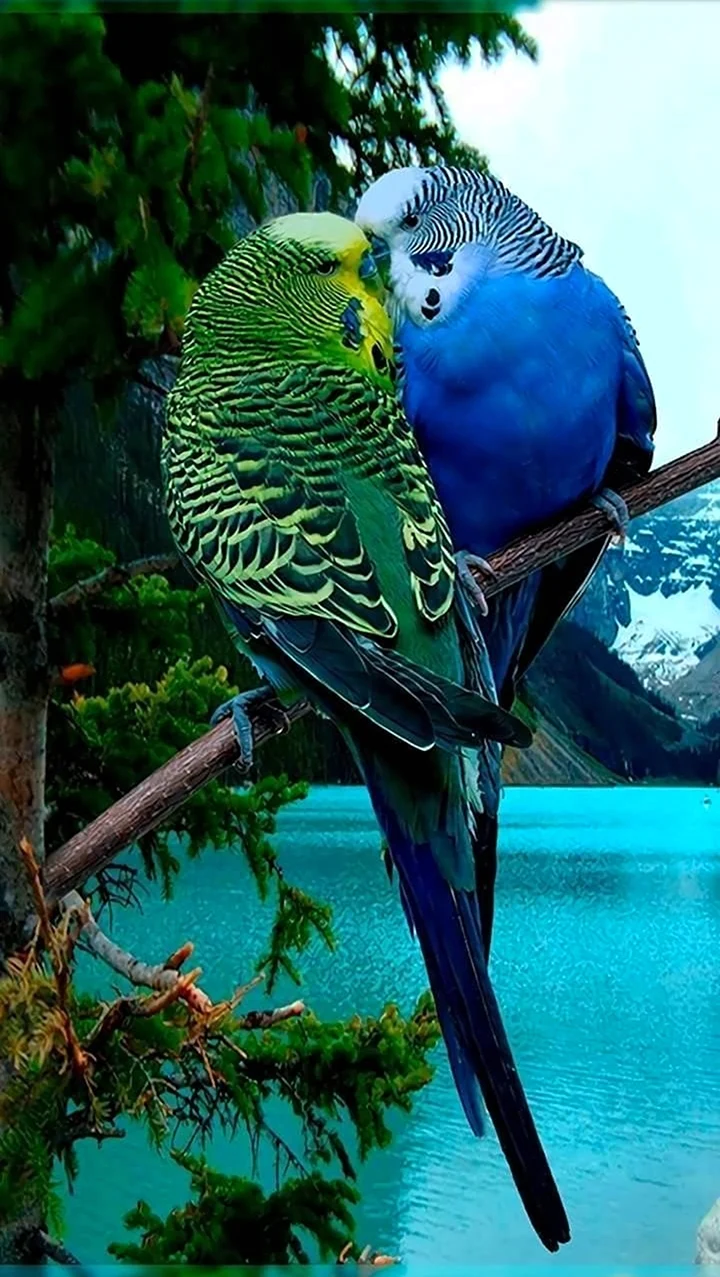 Волнистый попугайчик. Красивое животное