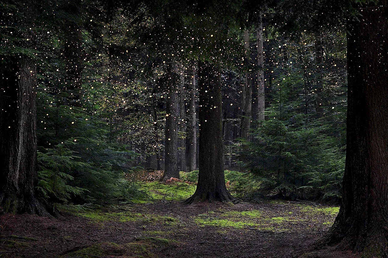 Волшебный лес. Картинка
