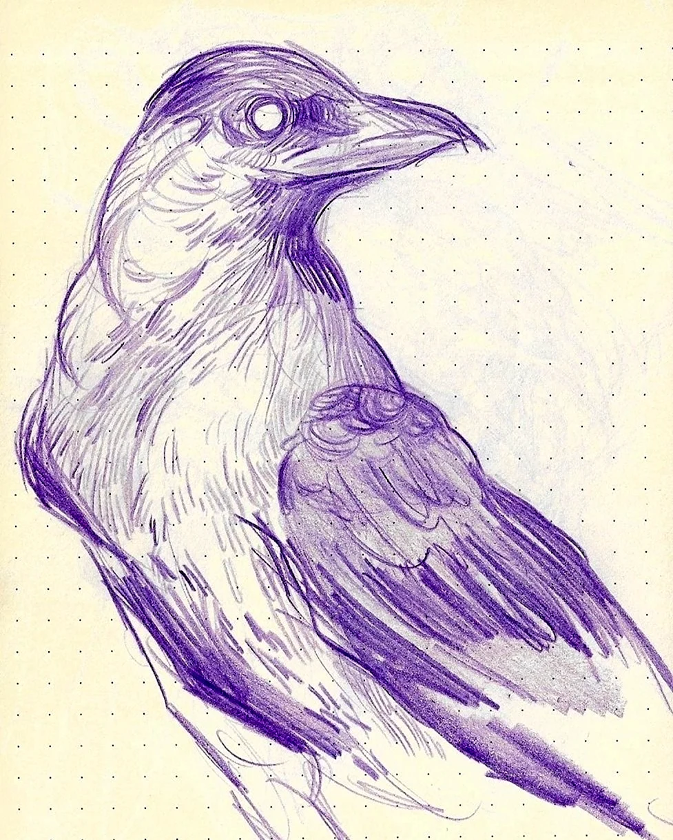 Ворона рисунок. Для срисовки