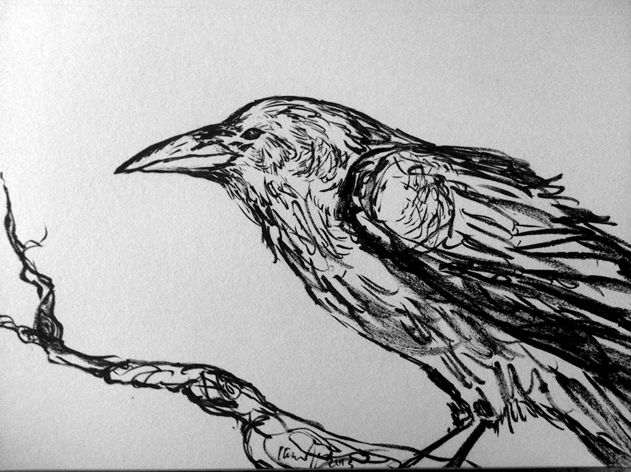 Ворона рисунок карандашом. Для срисовки