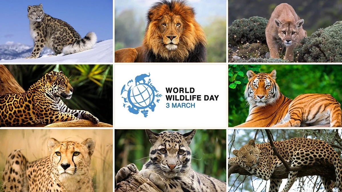 Всемирный день дикой природы. Поздравление