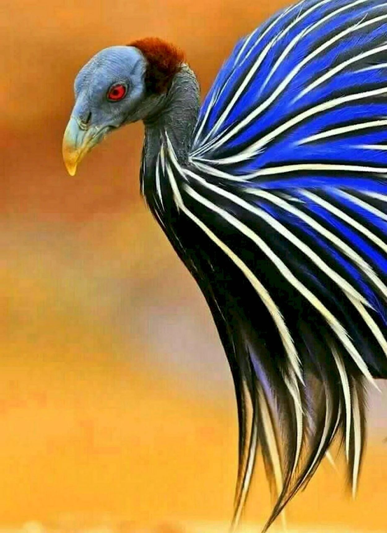 Vulturine Guineafowl. Красивое животное