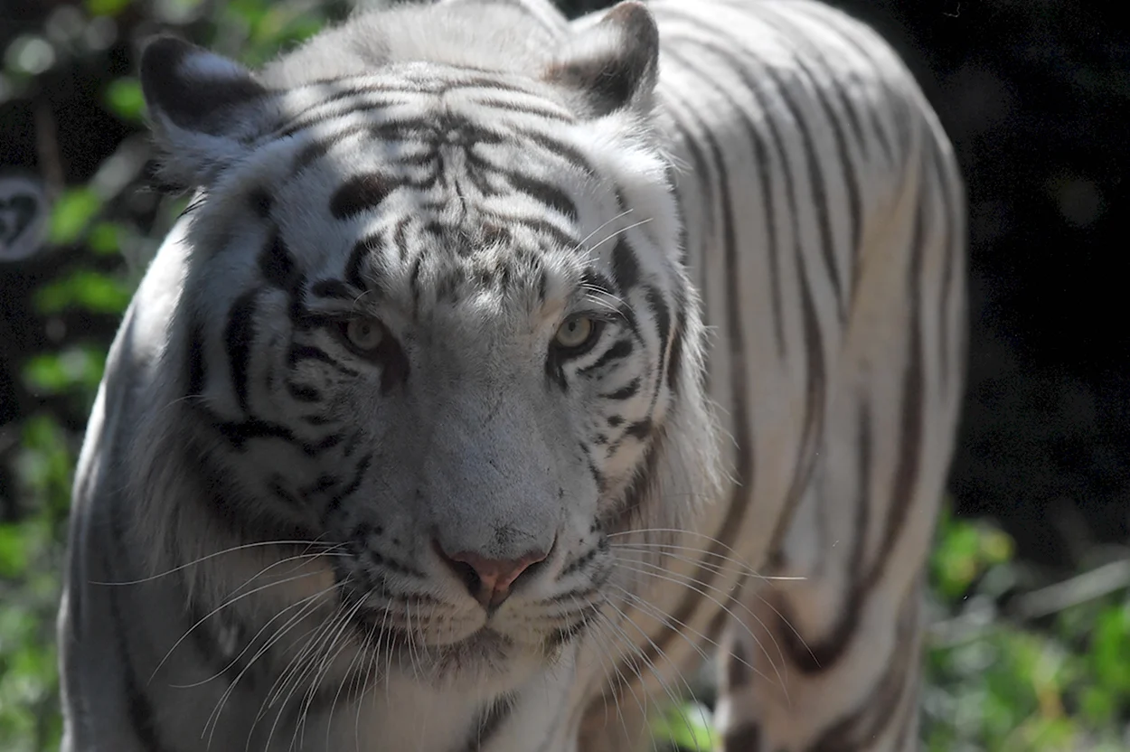 Вымирающие животные белый тигр. Красивое животное