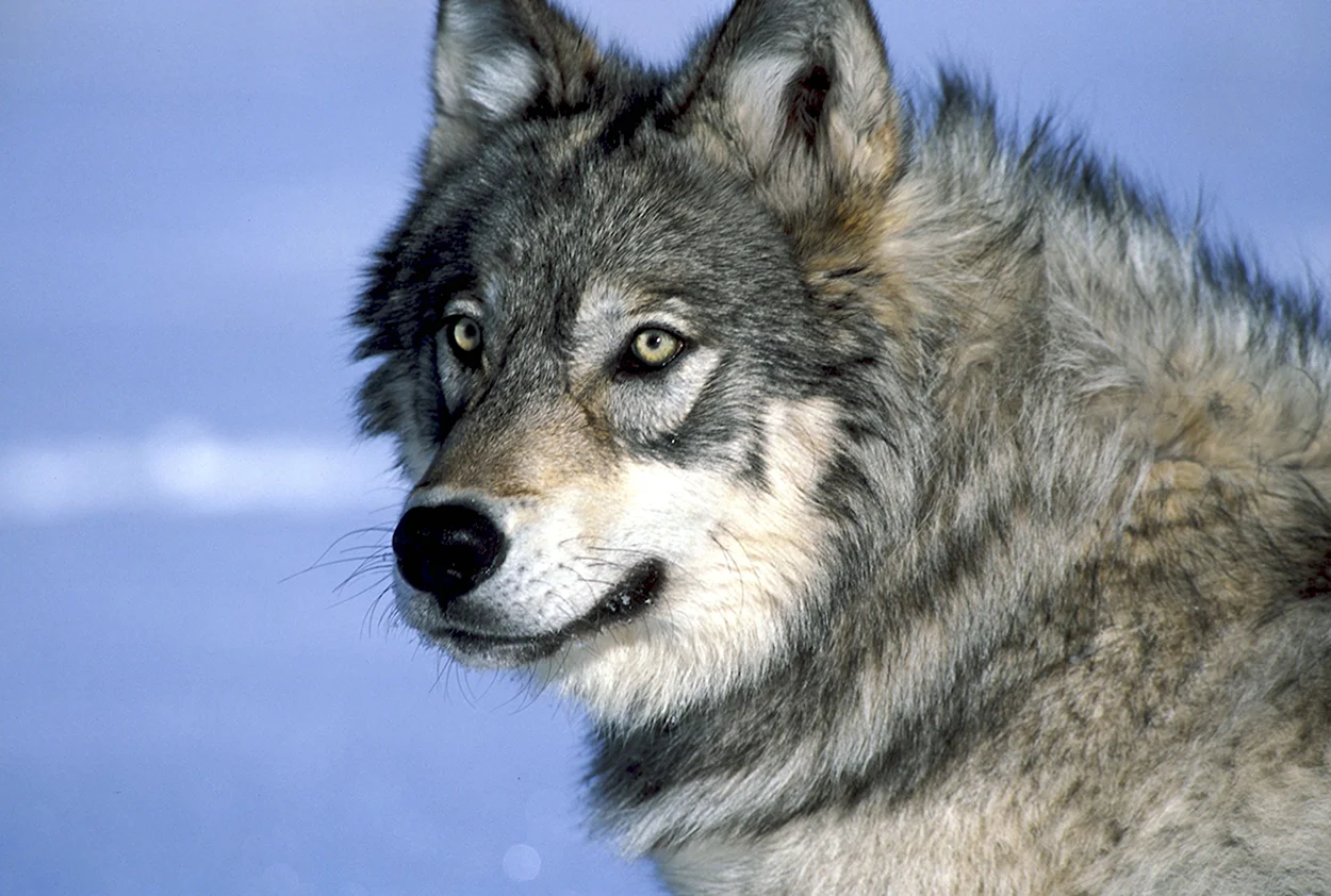 Yellowstone Wolf. Красивое животное