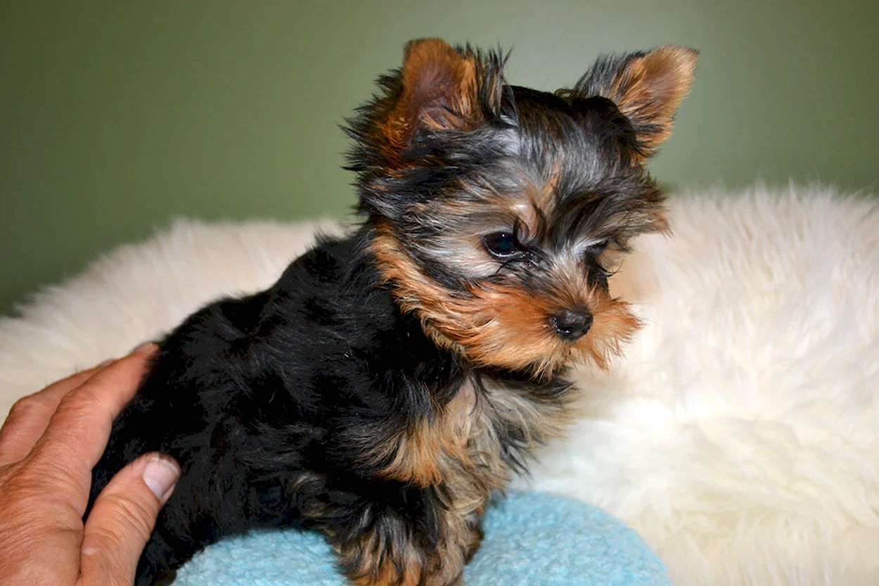 Yorkies for sale in Rochester NY. Красивое животное