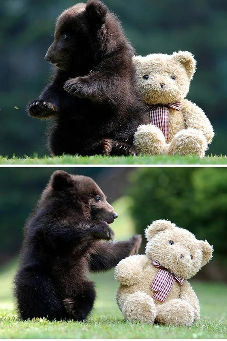 Забавные медвежата. Красивое животное