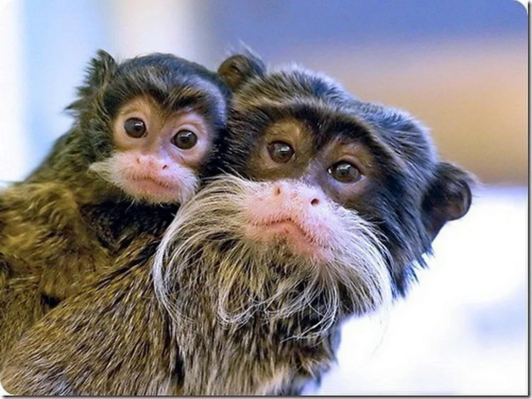 Забавные обезьяны. Красивое животное
