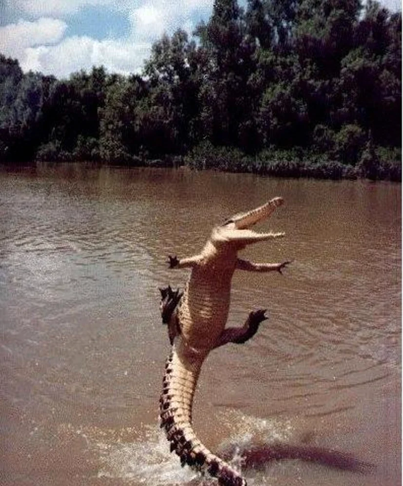 Забавный крокодил. Картинка